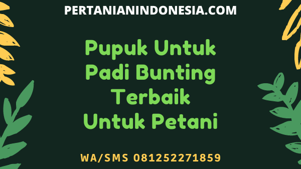Pupuk Untuk Padi Bunting Terbaik Untuk Petani